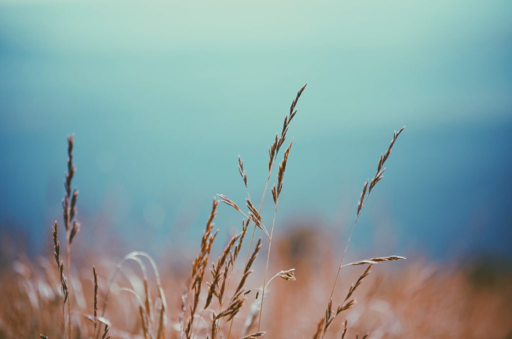 Photo of grain and blue skye