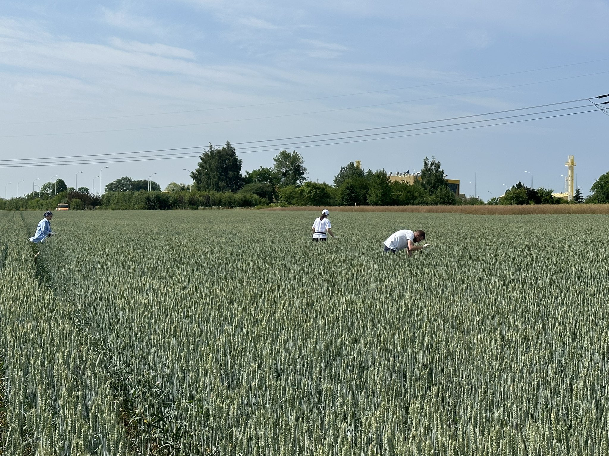 Soil sampling on the research field in Poland