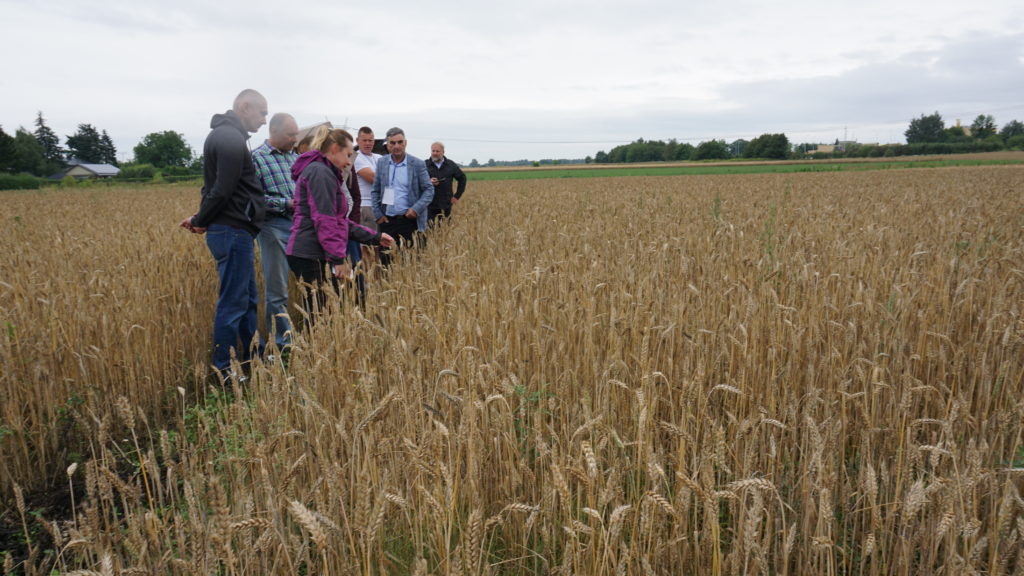 Photo from the field visit during the stakeholder workshop on intercropping in Poland