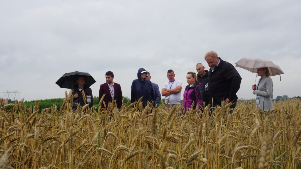 Photo from the field visit during the stakeholder workshop on intercropping in Poland