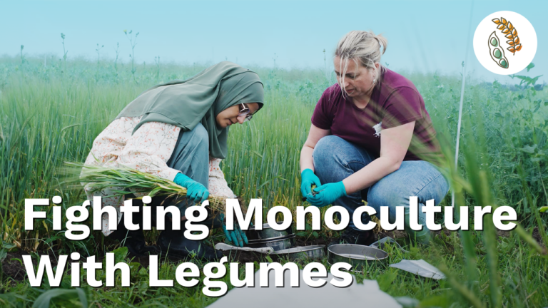 Fighting monocultures with legumes. Two soil scientists are samling in a field.