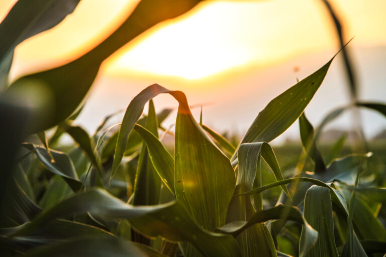 Close-up of crops on a field with sun setting in the background