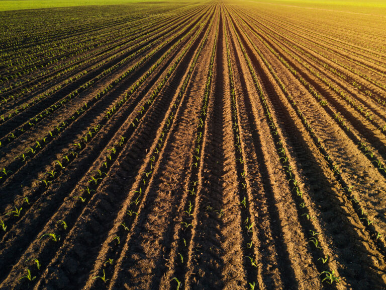 Cultivated corn field, young maize crop plants growing on farmland