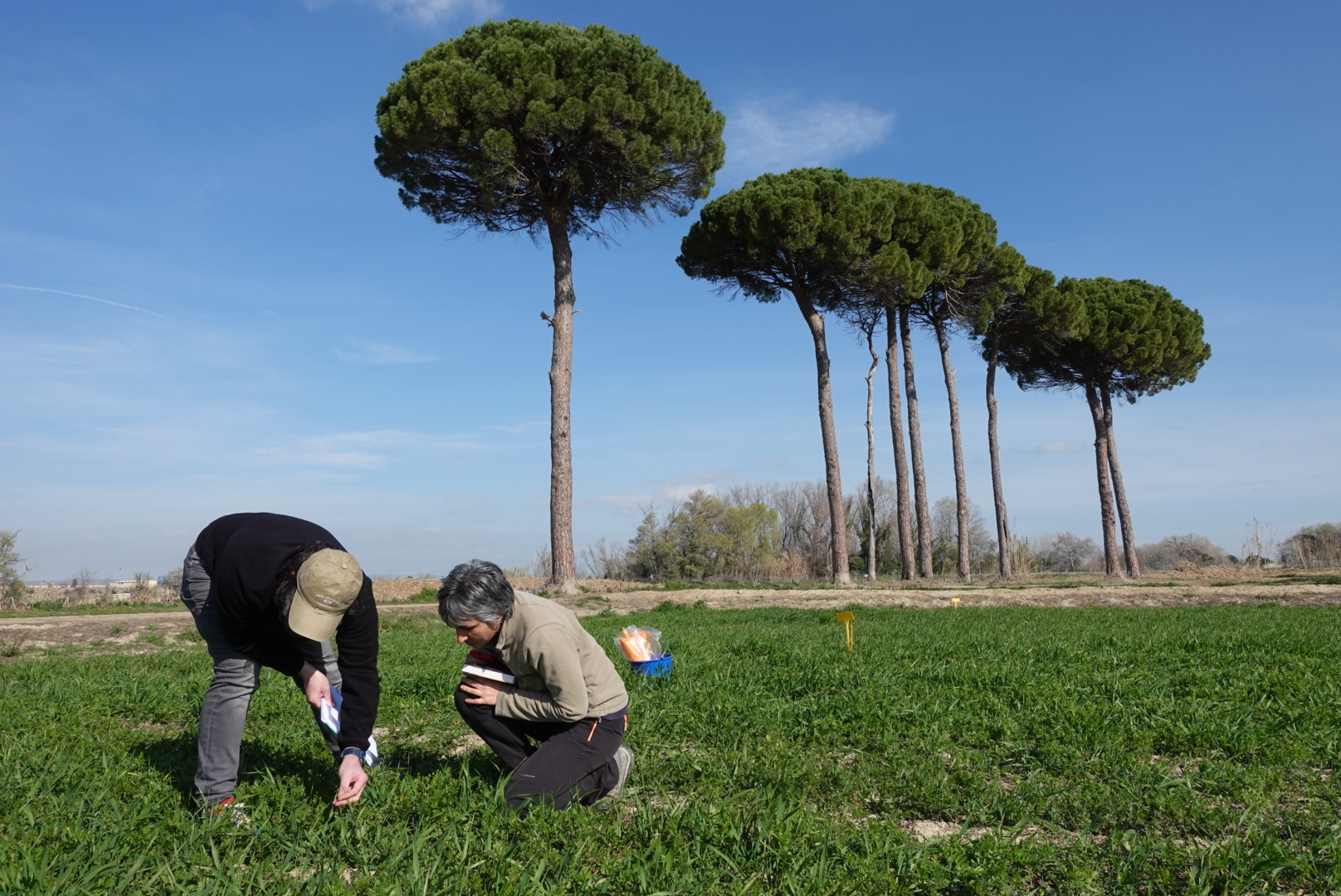 Two researchers monitoring crop pests on a field in Spain.