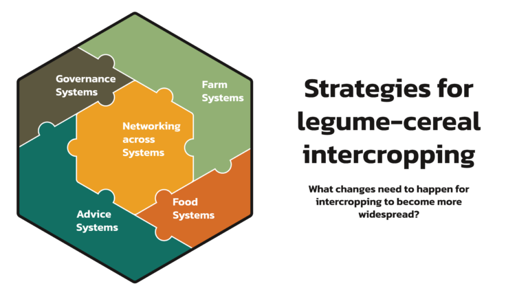 Strategies for legume-cereal intercropping