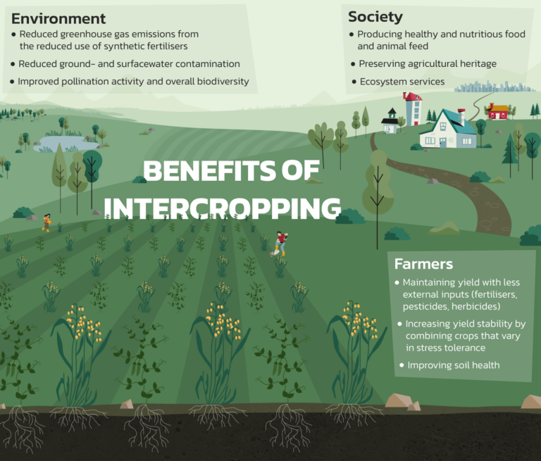 Infographic highlighting the benefits of intercropping. Landscape view of a field with a village and town in the background. 3 text boxes with the benefits in the categories farmers, society and environment.