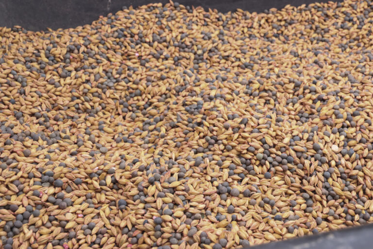 A close-up of a mix of cereal and legume seeds, showing a variety of colours and textures.